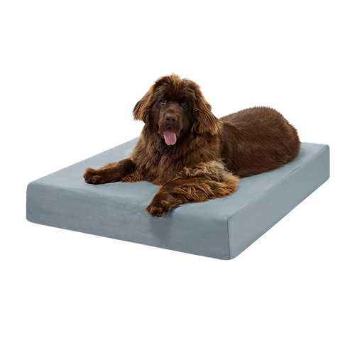 A large chocolate brown dog resting on a rectangular orthopedic dog bed with a slate blue cover.