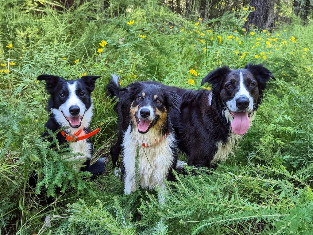 Three dogs with wet fur standing in a lush green field with yellow flowers.
