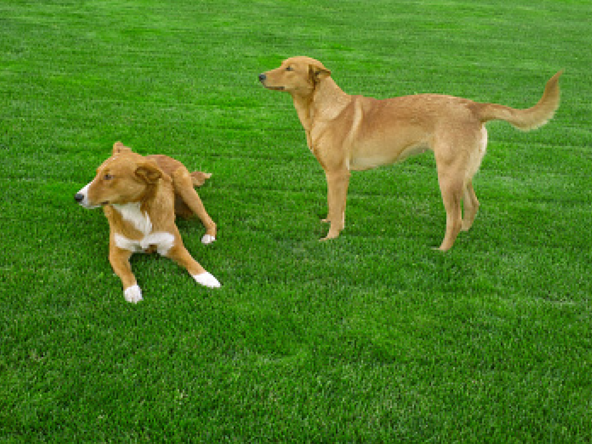 Sibling dogs playin together