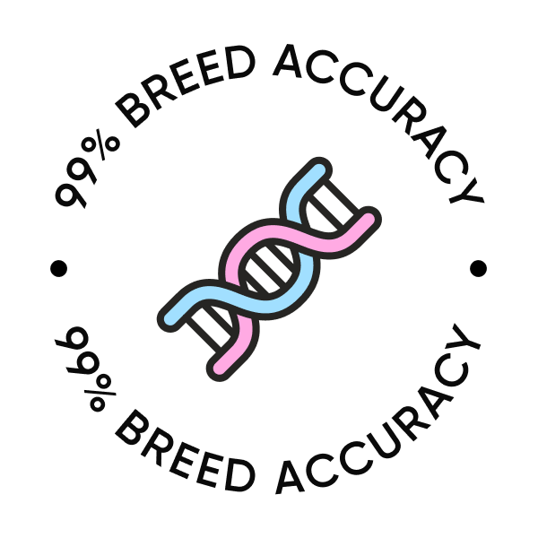 A circular badge reading '99% Breed Accuracy' with a pink and blue DNA double helix illustration at the center.