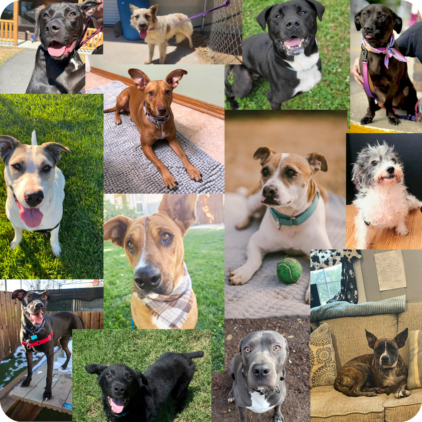 A collage of candid photos of various dogs of different breeds, sizes, and colors, including black Labs, mixed breeds, a small scruffy terrier, and others in outdoor and indoor settings.