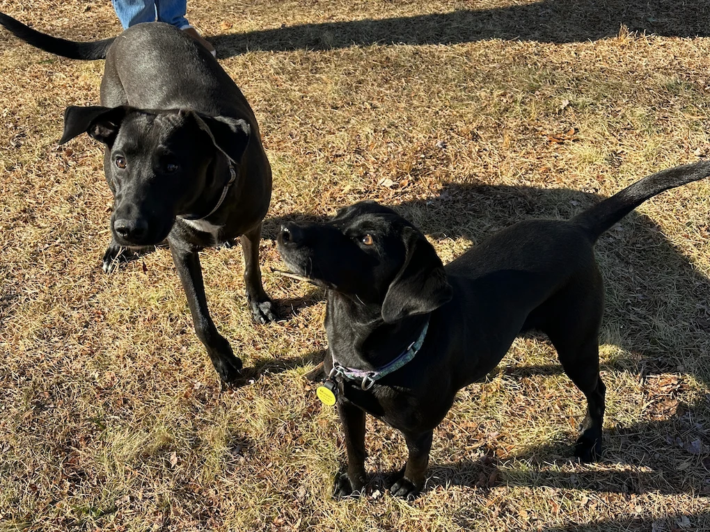 Two black dogs standing on grass, siblings