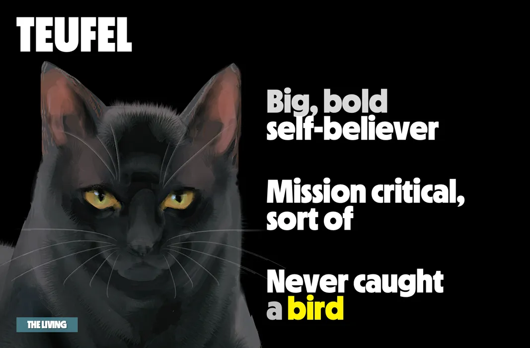 Illustration of a black cat with text describing its personality traits.