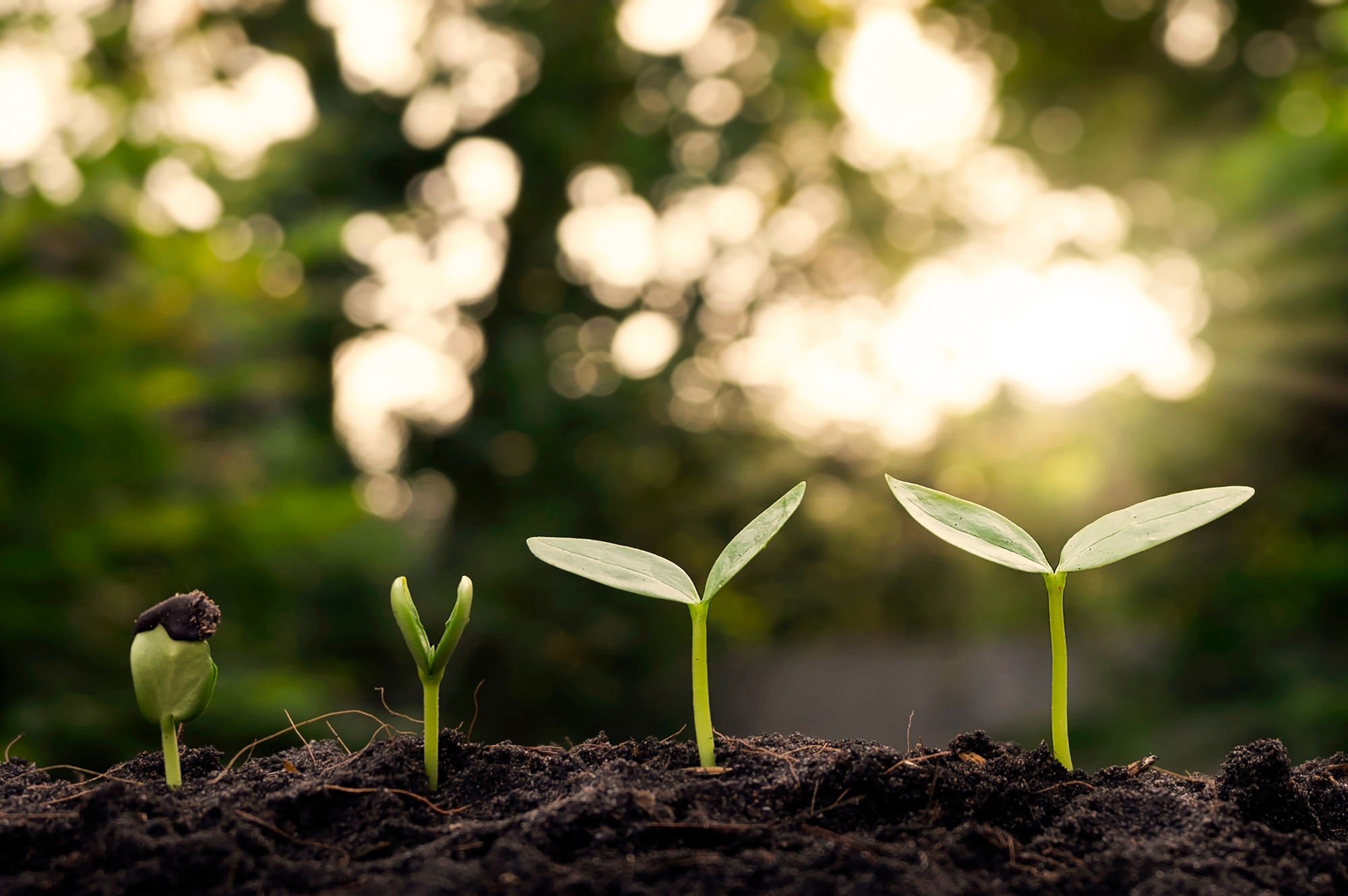 Four stages of plant growth in soil with blurred green background.