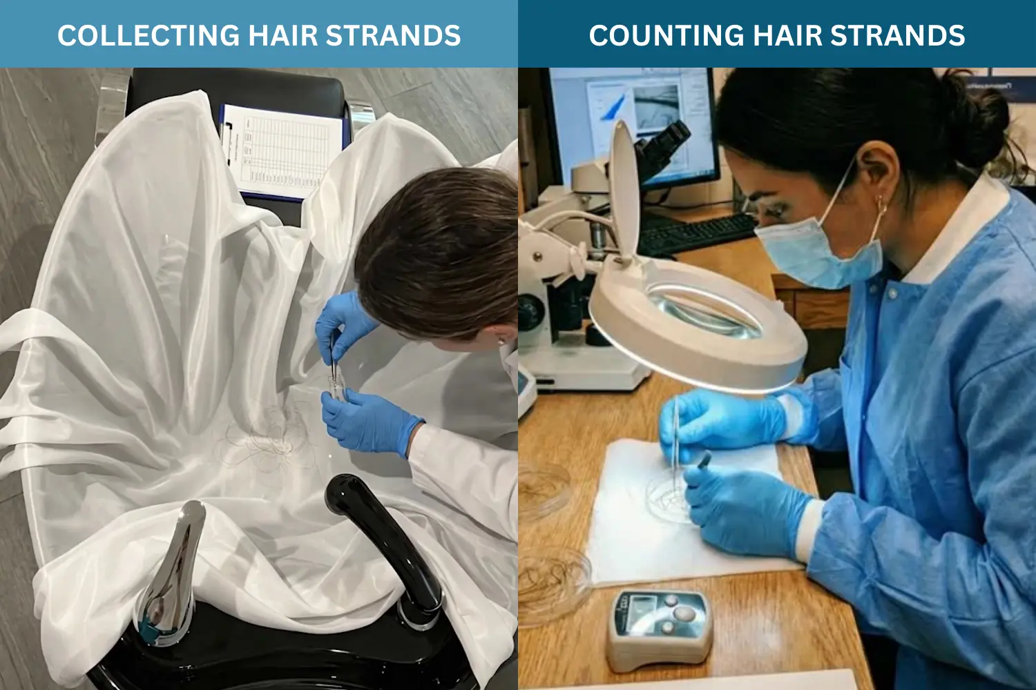 A split image showing a scientist collecting hair strands from a sink and another counting them in a lab.