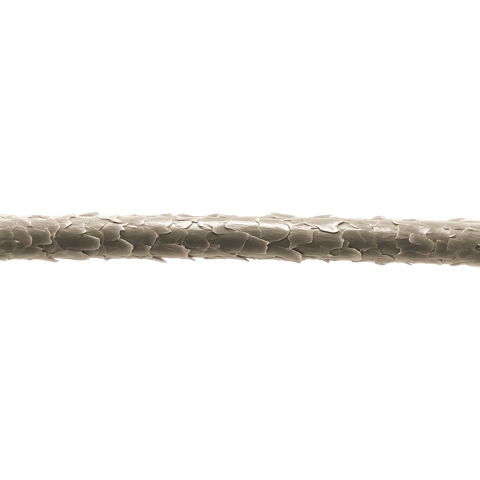 Untreated strand