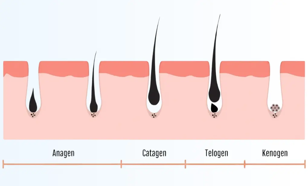 Hair cycle phases: anagen, catagen, telogen, kenogen