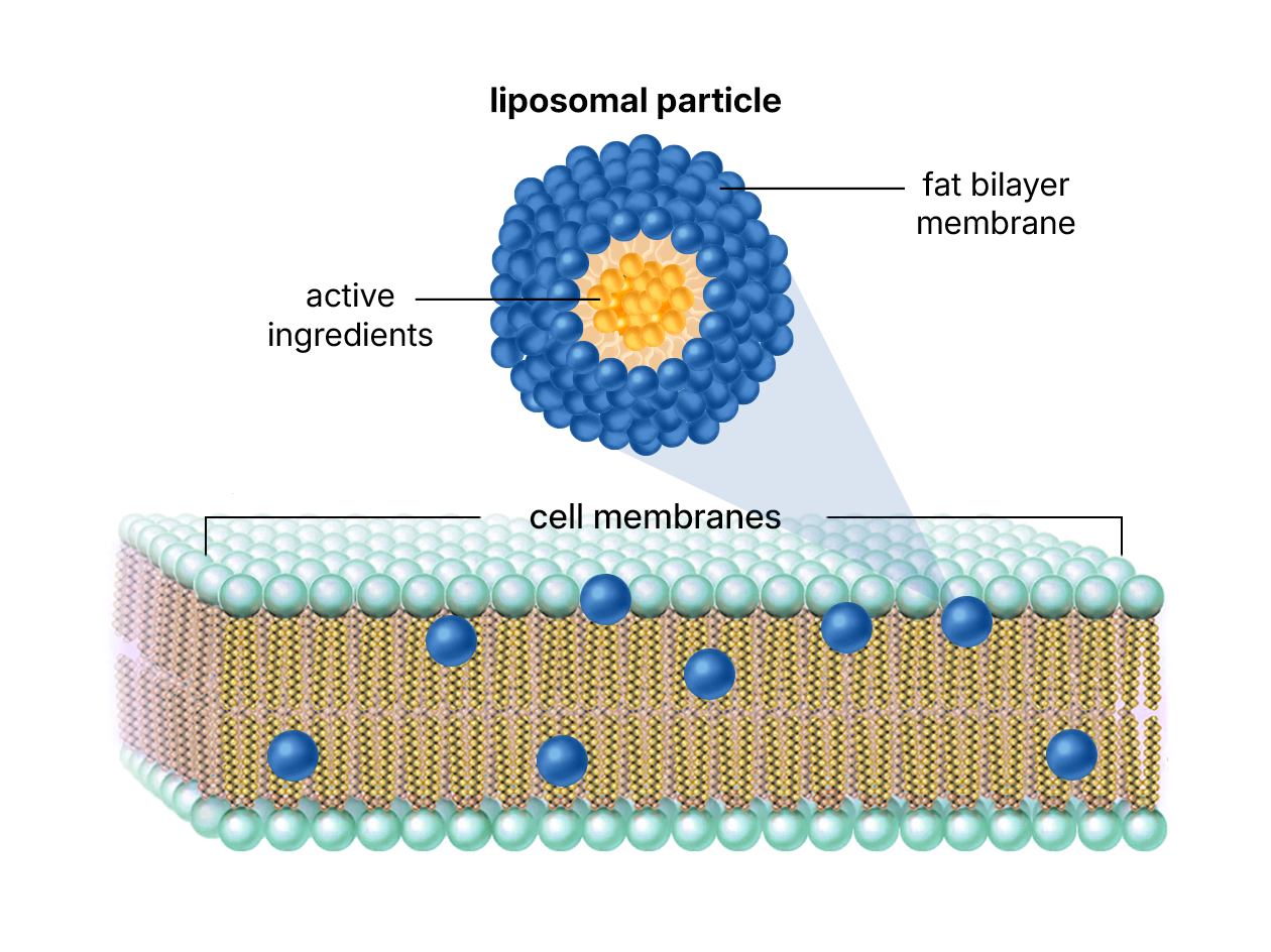Diagram of a liposomal particle and cell membrane structure, labeled with components.