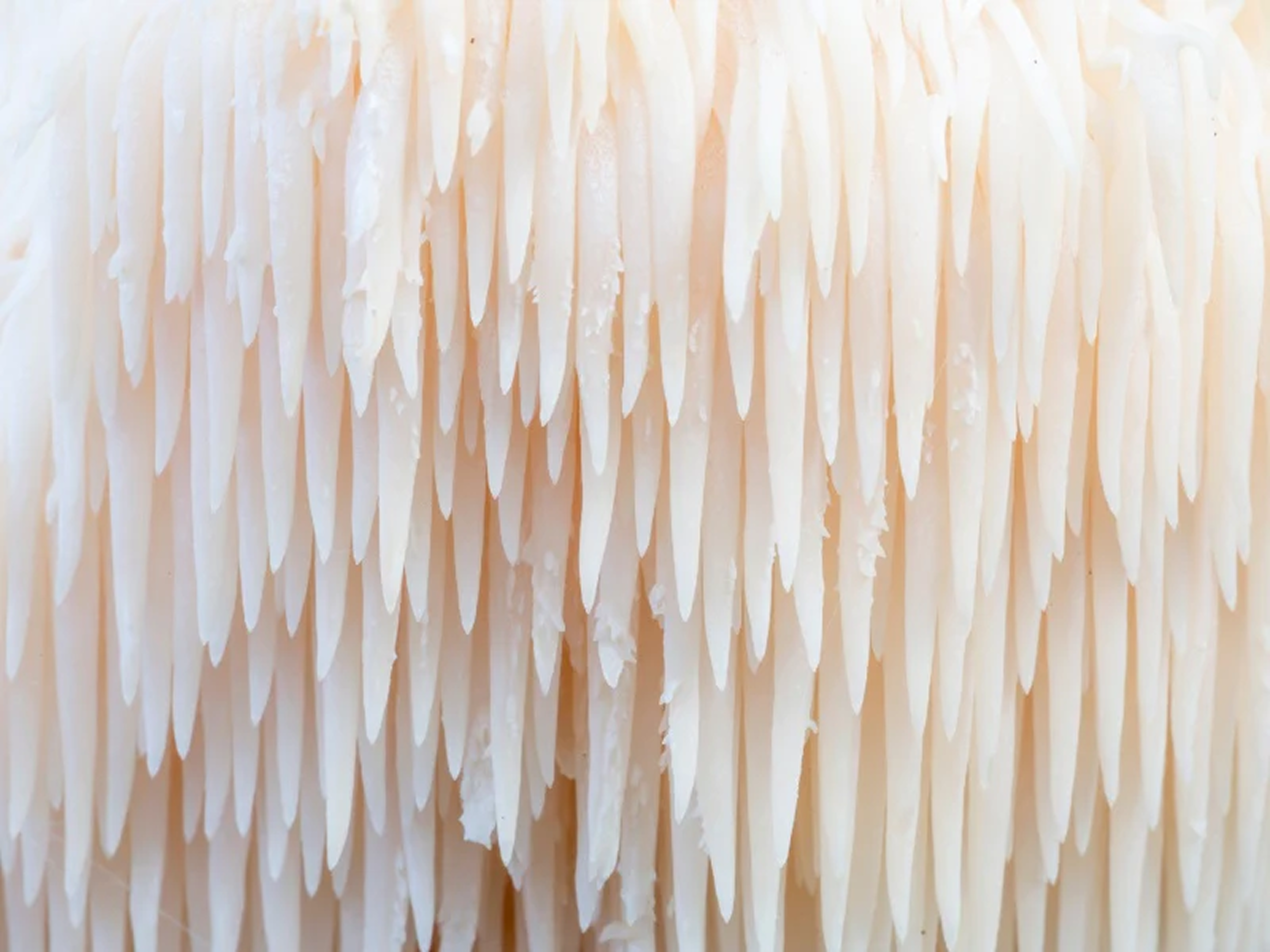 Close-up of white, elongated, hanging spiky elements.
