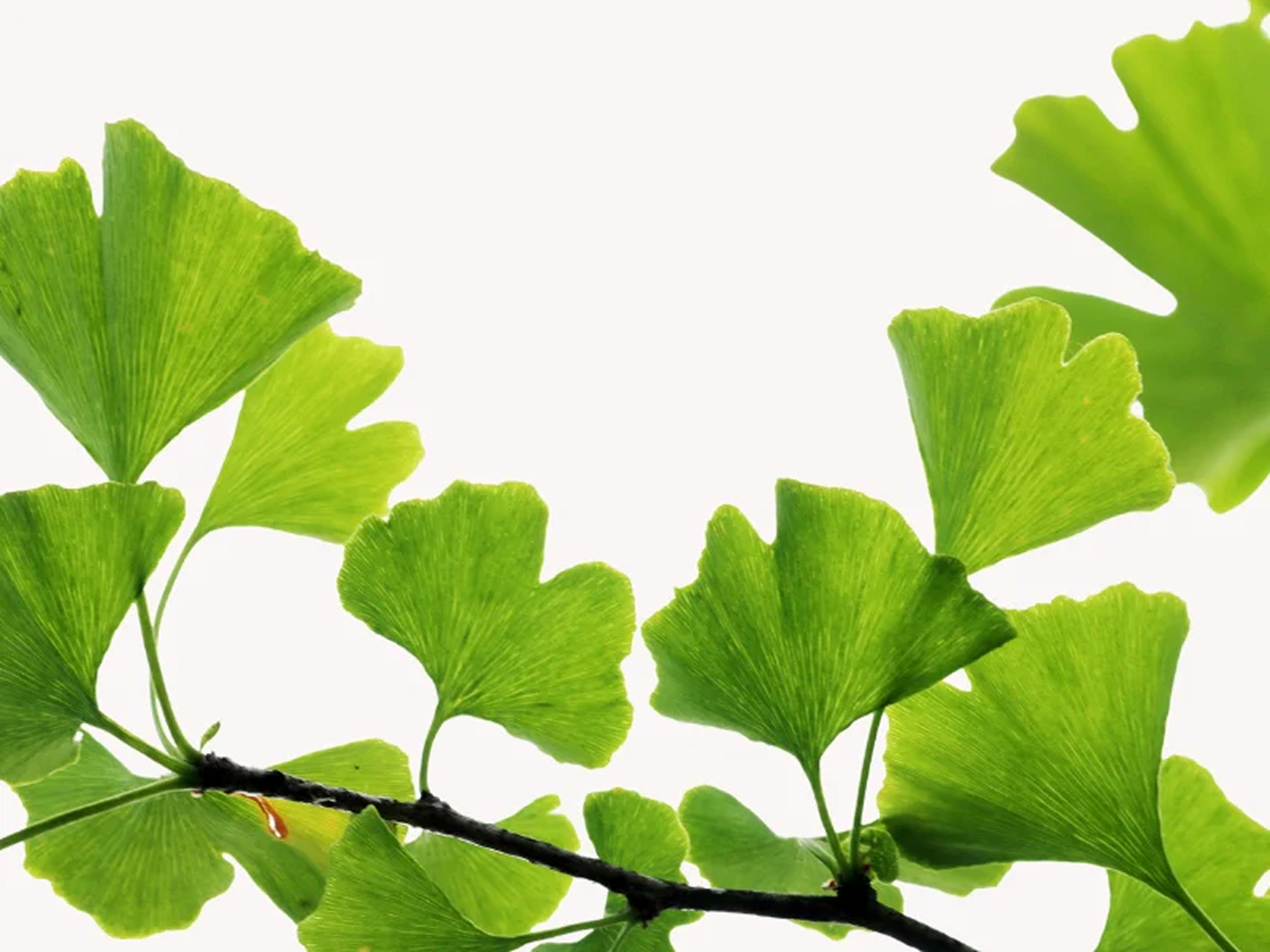 Bright green leaves on a branch against a pale background.
