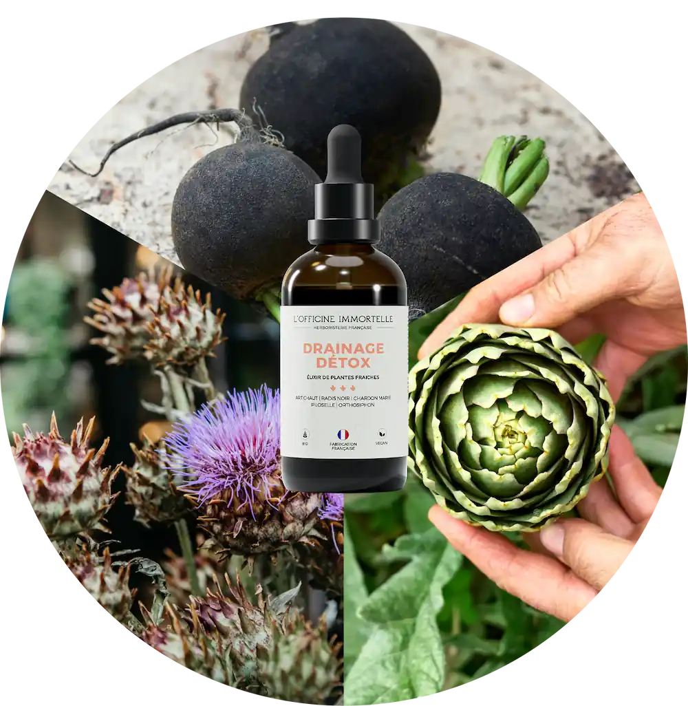 Bottle labeled 'Drainage Detox' with black radishes, artichokes, and thistle flowers.