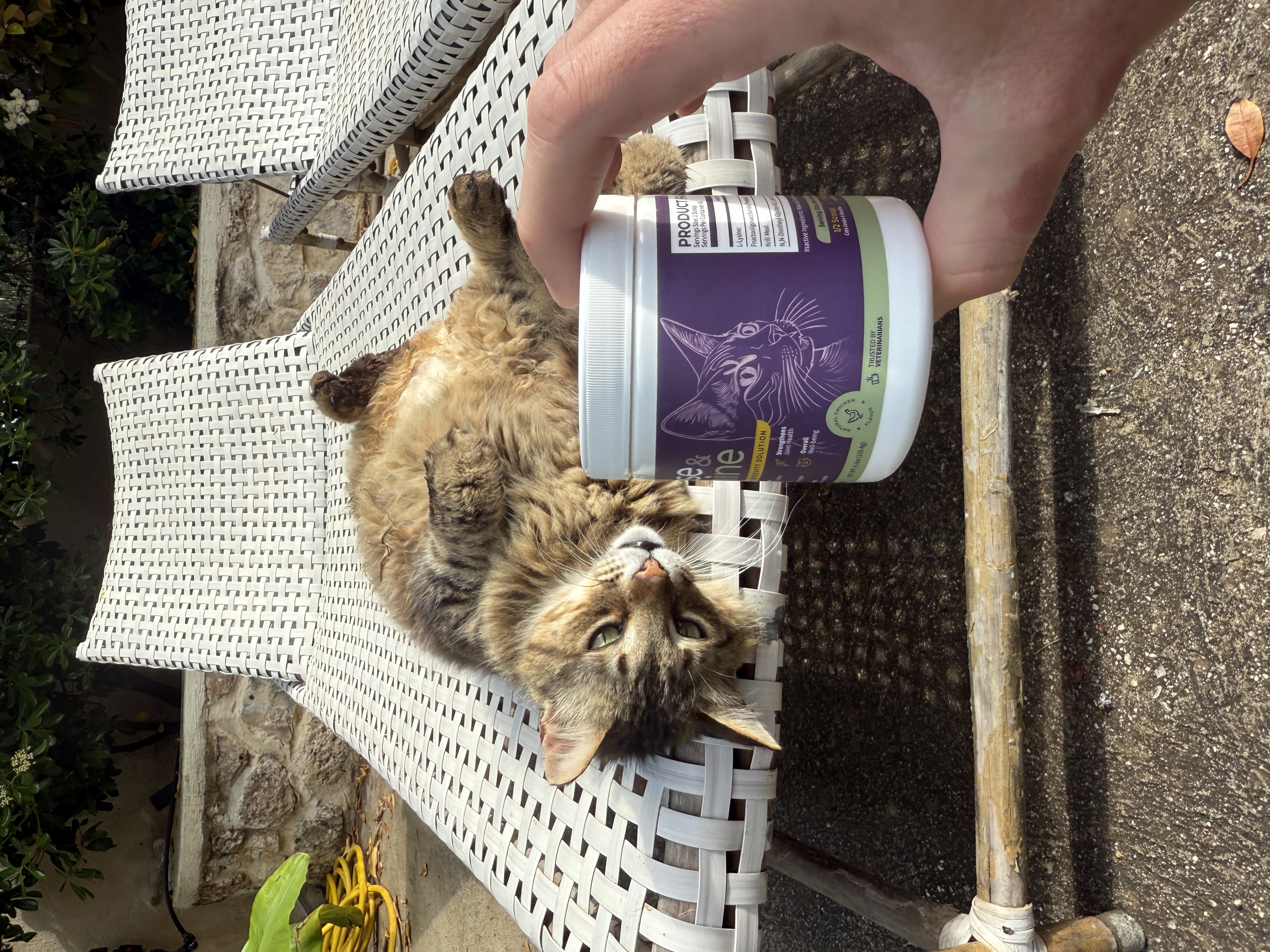 Cat lying on a lounge chair with a hand holding a container in the foreground.