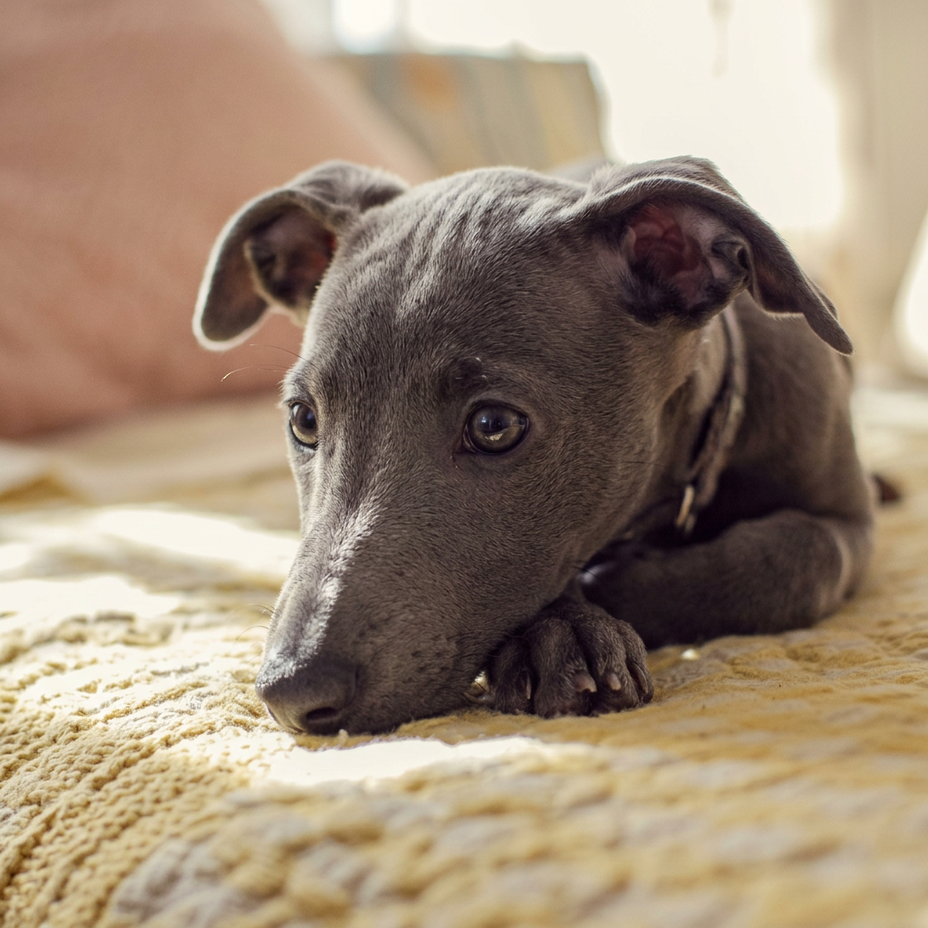 A grey puppy with floppy ears lies on a yellow blanket in soft sunlight.
