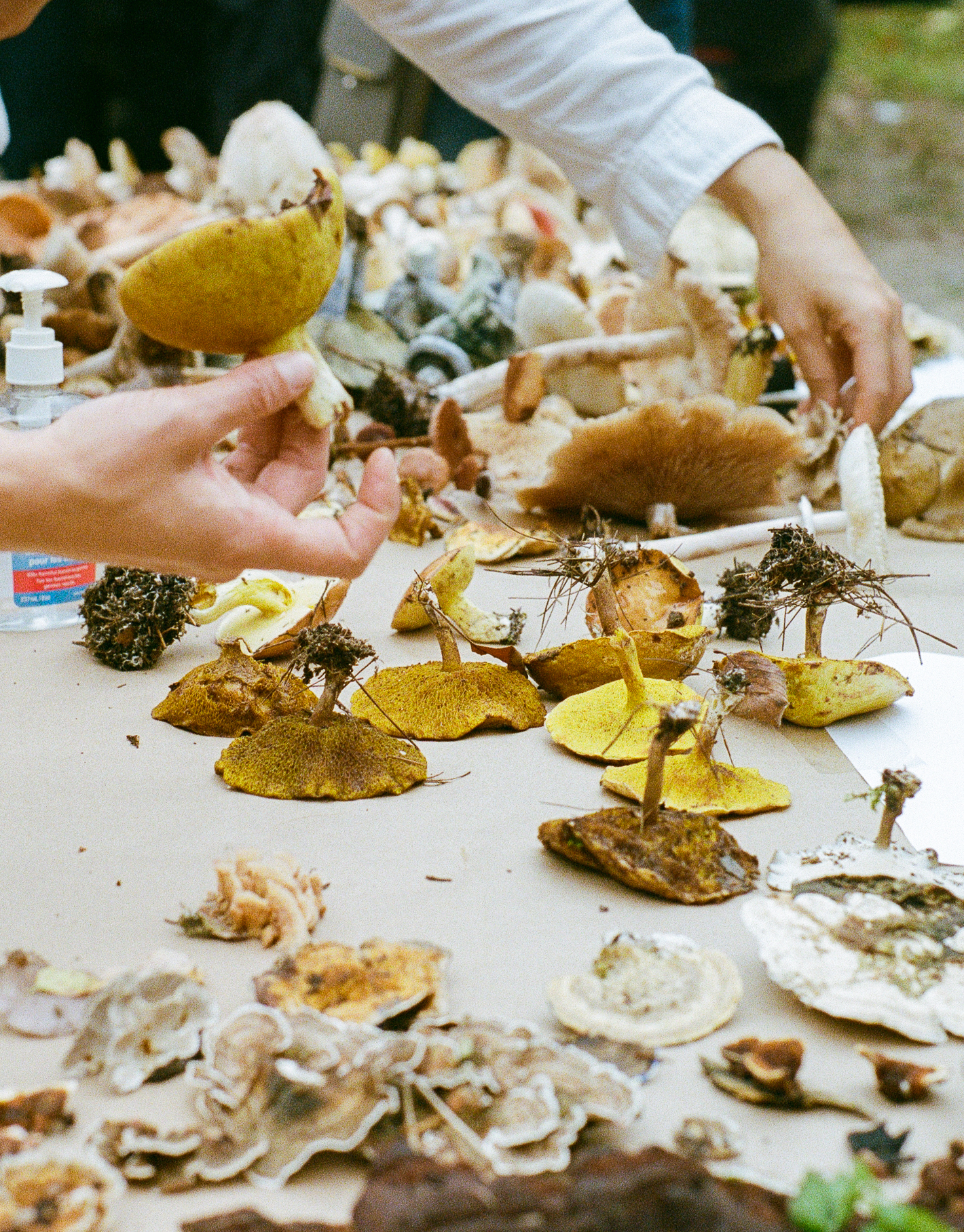 A person's hands sorting through a large collection of freshly foraged mushrooms on a table.
