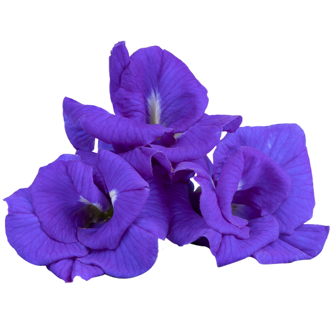 Close-up of vibrant purple flowers with green leaves.