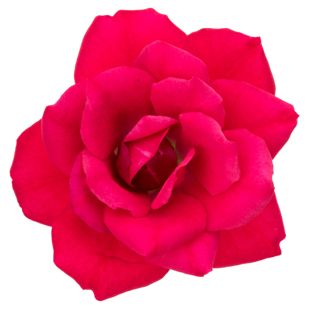 Close-up of a vibrant pink rose on a white background.