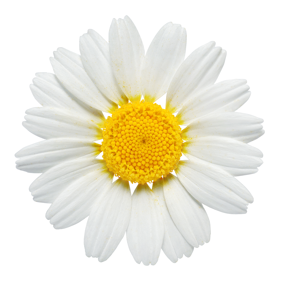 Close-up of a white daisy with a yellow center on a white background.