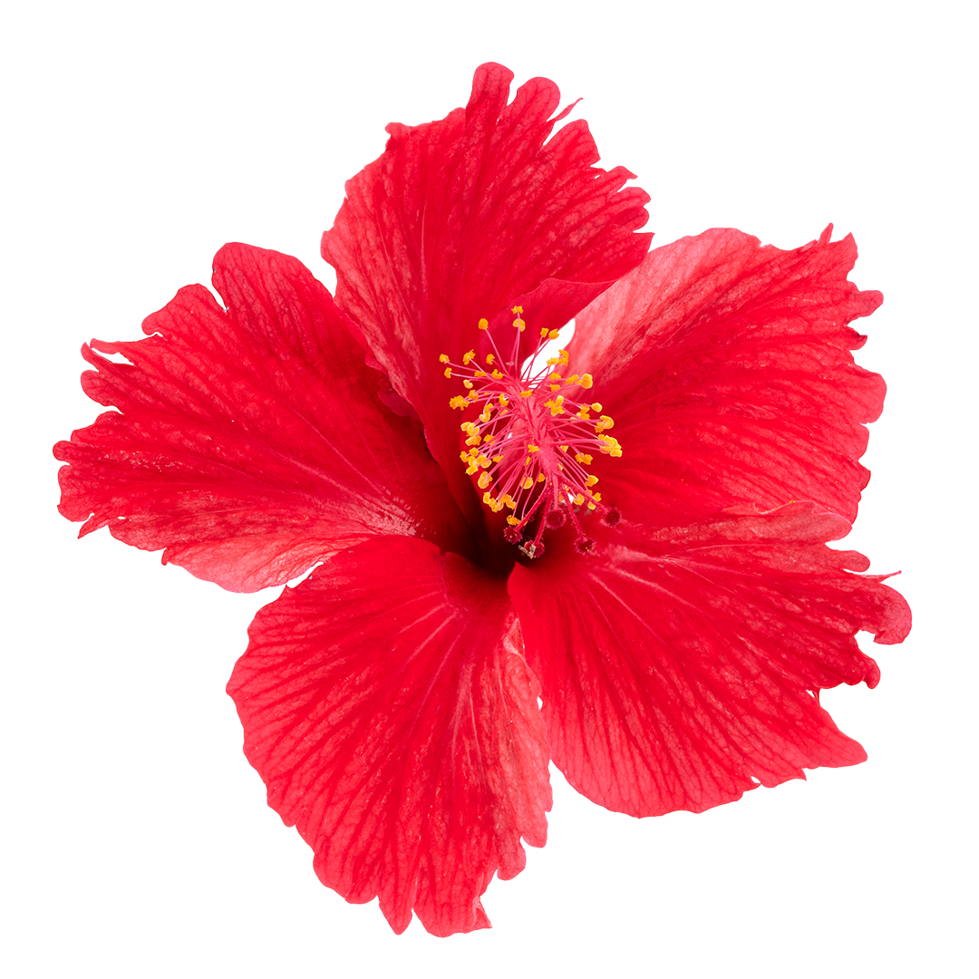 Bright red hibiscus flower with yellow stamens on a white background.