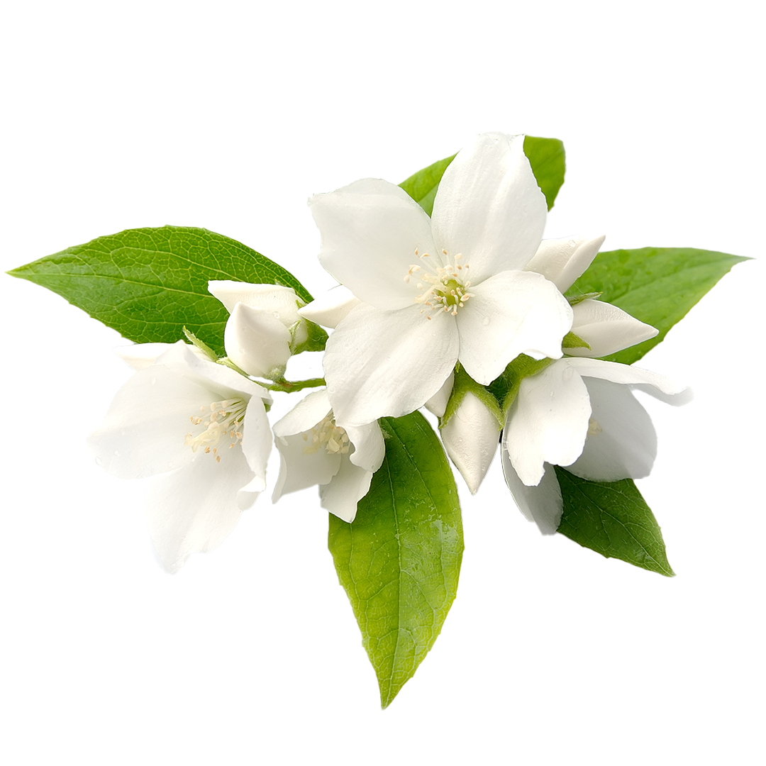 White flowers with green leaves on a white background.