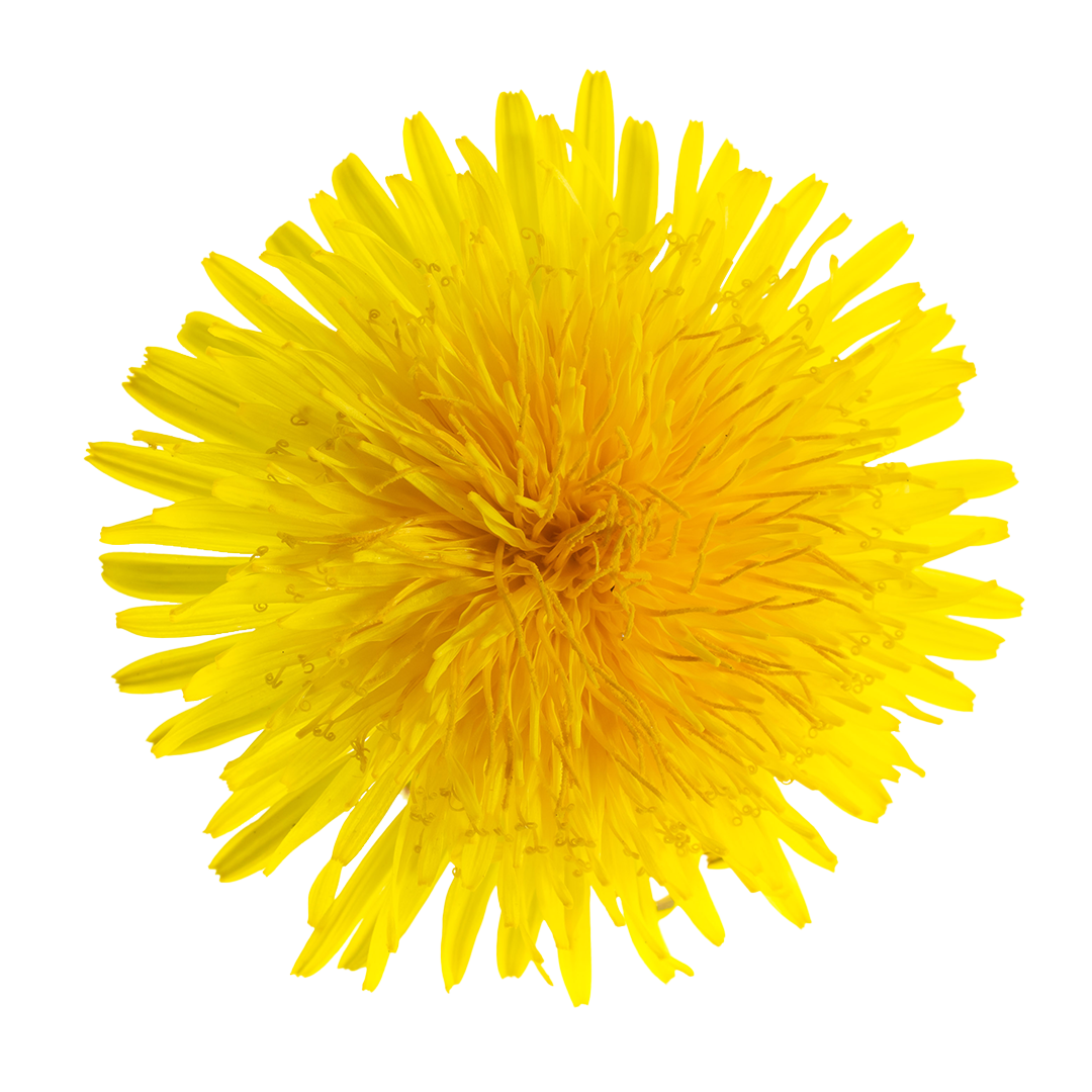 Close-up of a bright yellow dandelion flower on a white background.