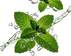 A sprig of fresh green mint leaves being splashed with clear water against a white background.
