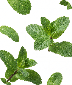 Fresh green mint sprigs and leaves with water droplets scattered on a white background.