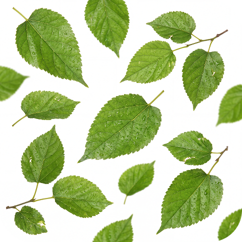 An assortment of vibrant green leaves, some with water droplets, scattered across a white background.