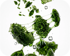 A close-up of green, plant-like cells suspended in a clear liquid with bubbles against a white background.