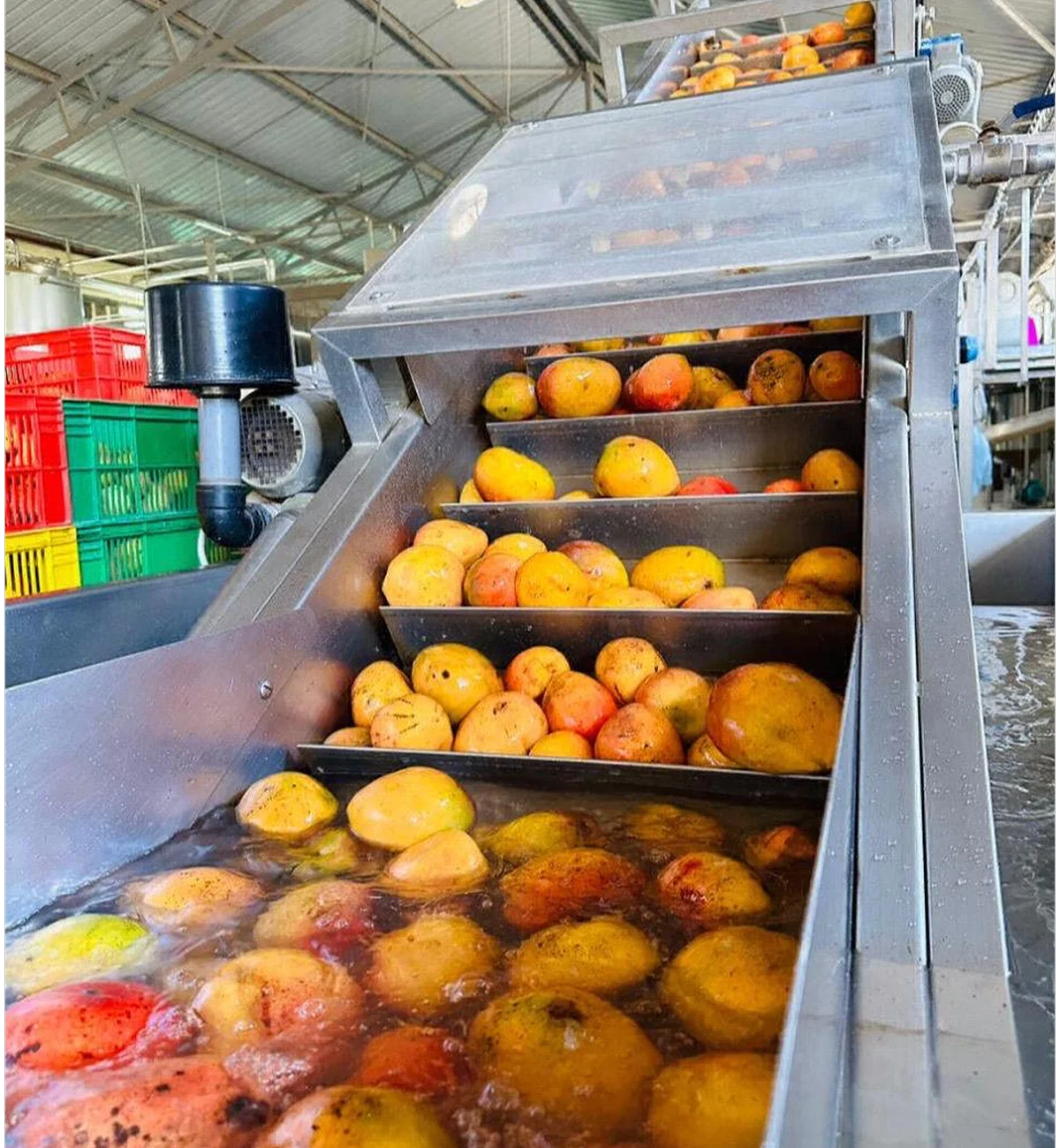 Yellow and red mangoes are washed and sorted on a multi-tiered stainless steel conveyor in a factory.