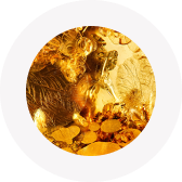 Close-up of insects and leaves trapped in amber.