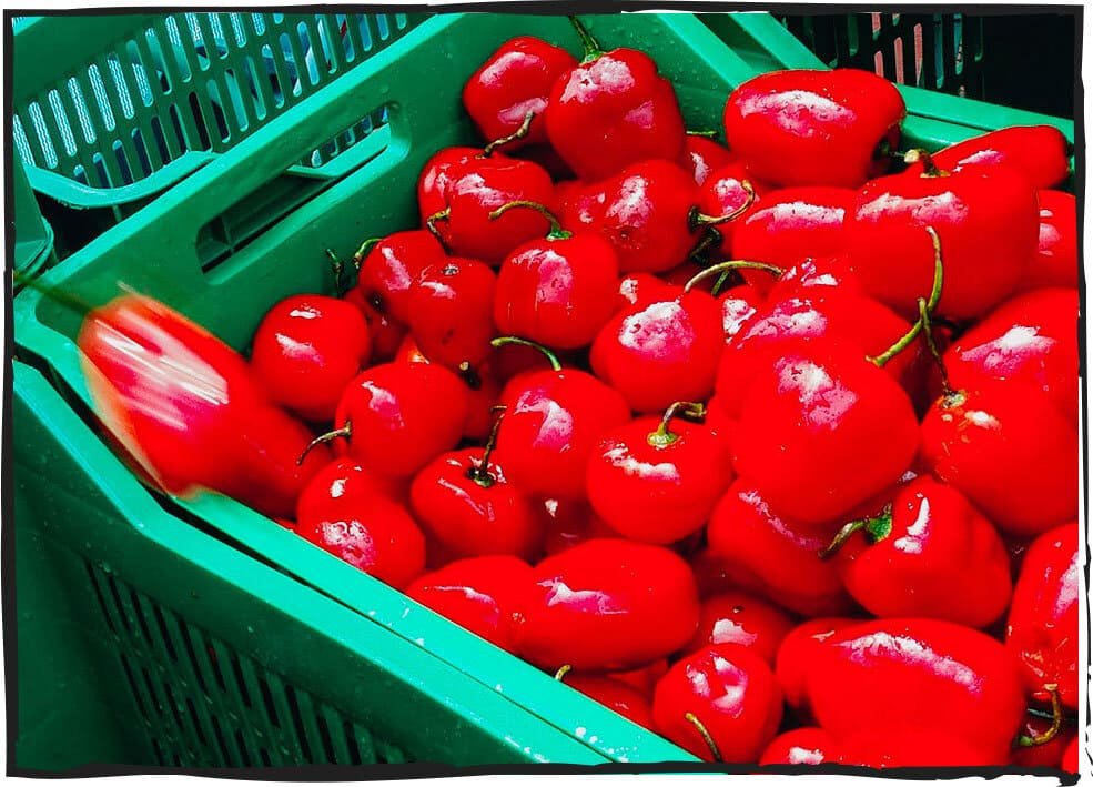 Green crate filled with red bell peppers.