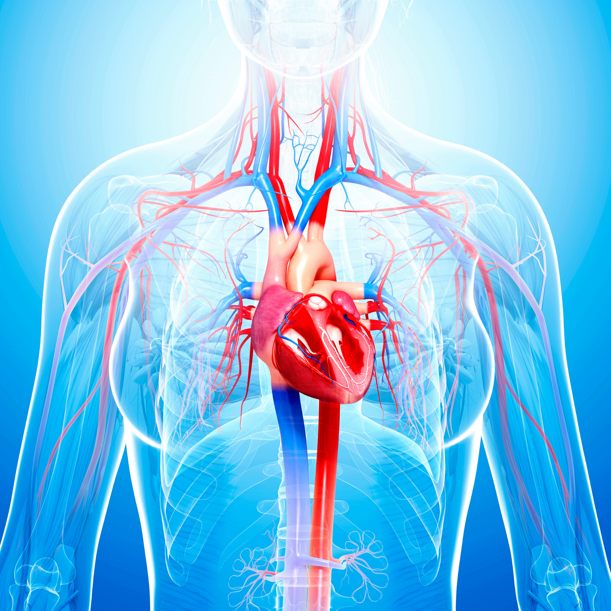 Illustration of a human heart and circulatory system in a transparent torso.