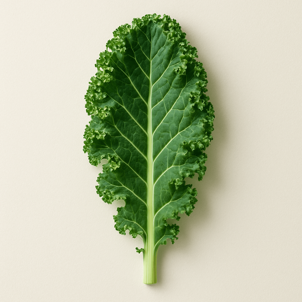 Single kale leaf on a plain background.