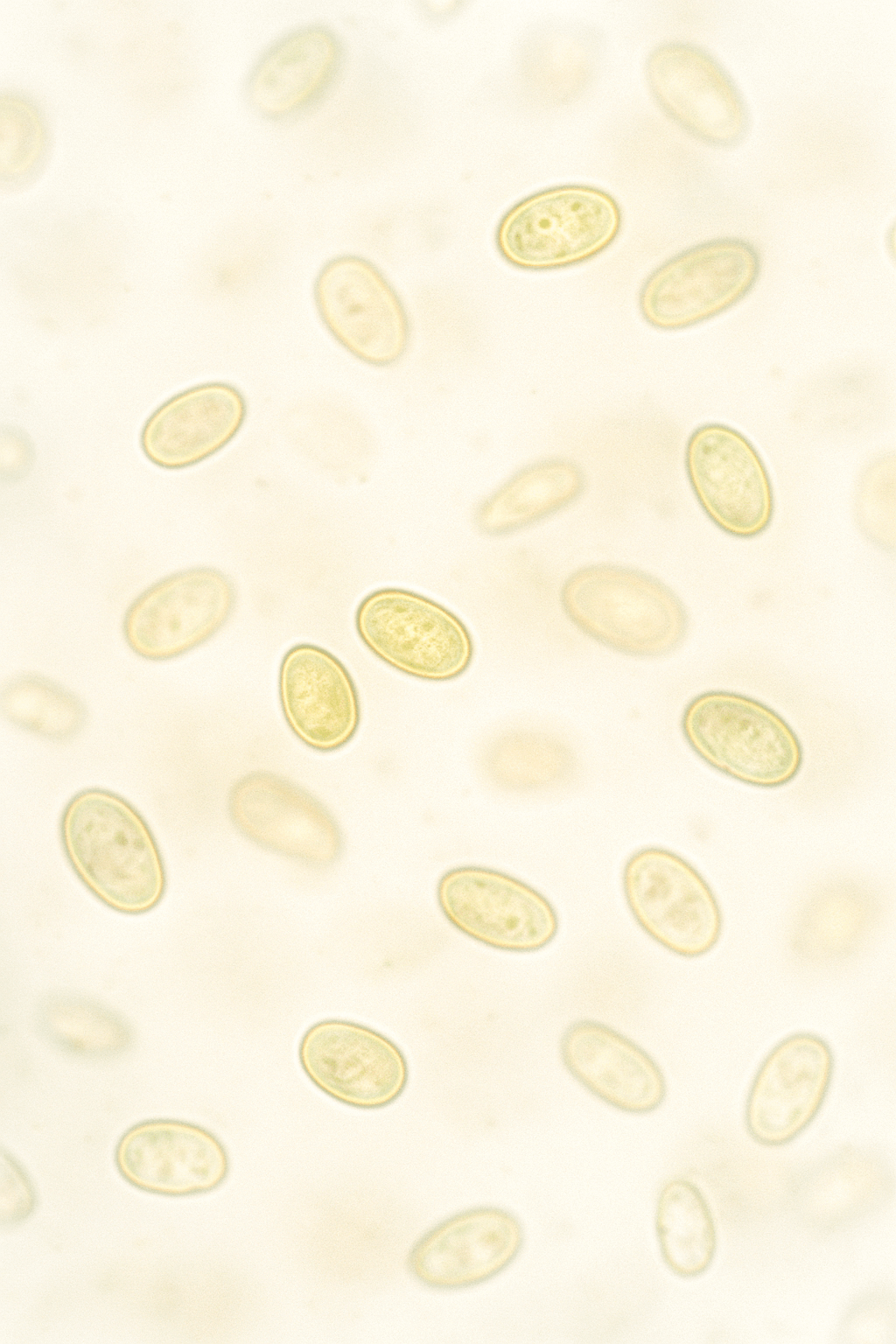 Microscopic view of oval-shaped cells on a light background.