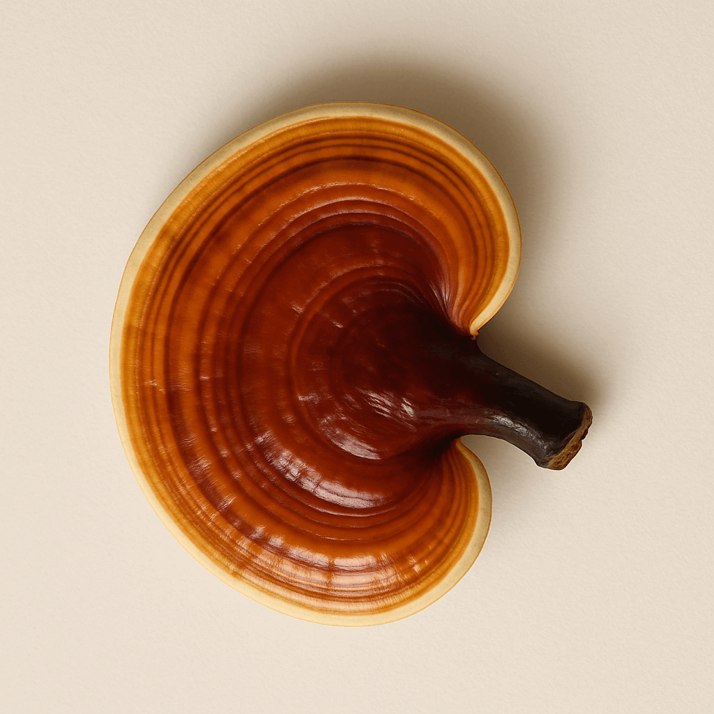 A brown mushroom with a rounded cap on a light background.