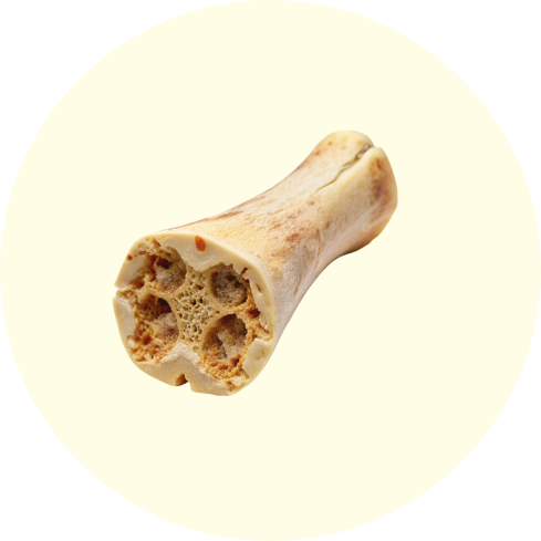Close-up of a cross-sectioned bone against a plain background.