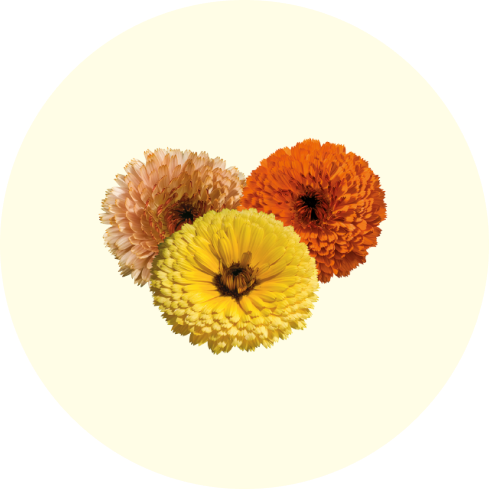 Three shaded flowers: orange, yellow, and light peach on a plain background.