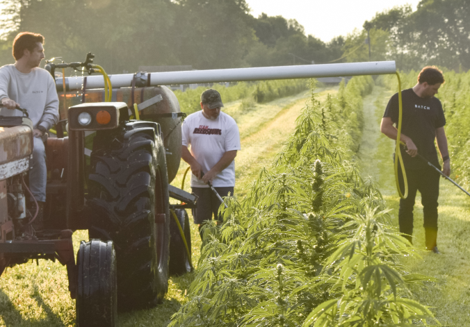 Three people with a tractor in a field of tall plants.