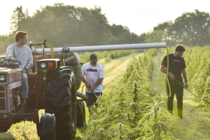 Three people tending to a field with a tractor and tall plants.