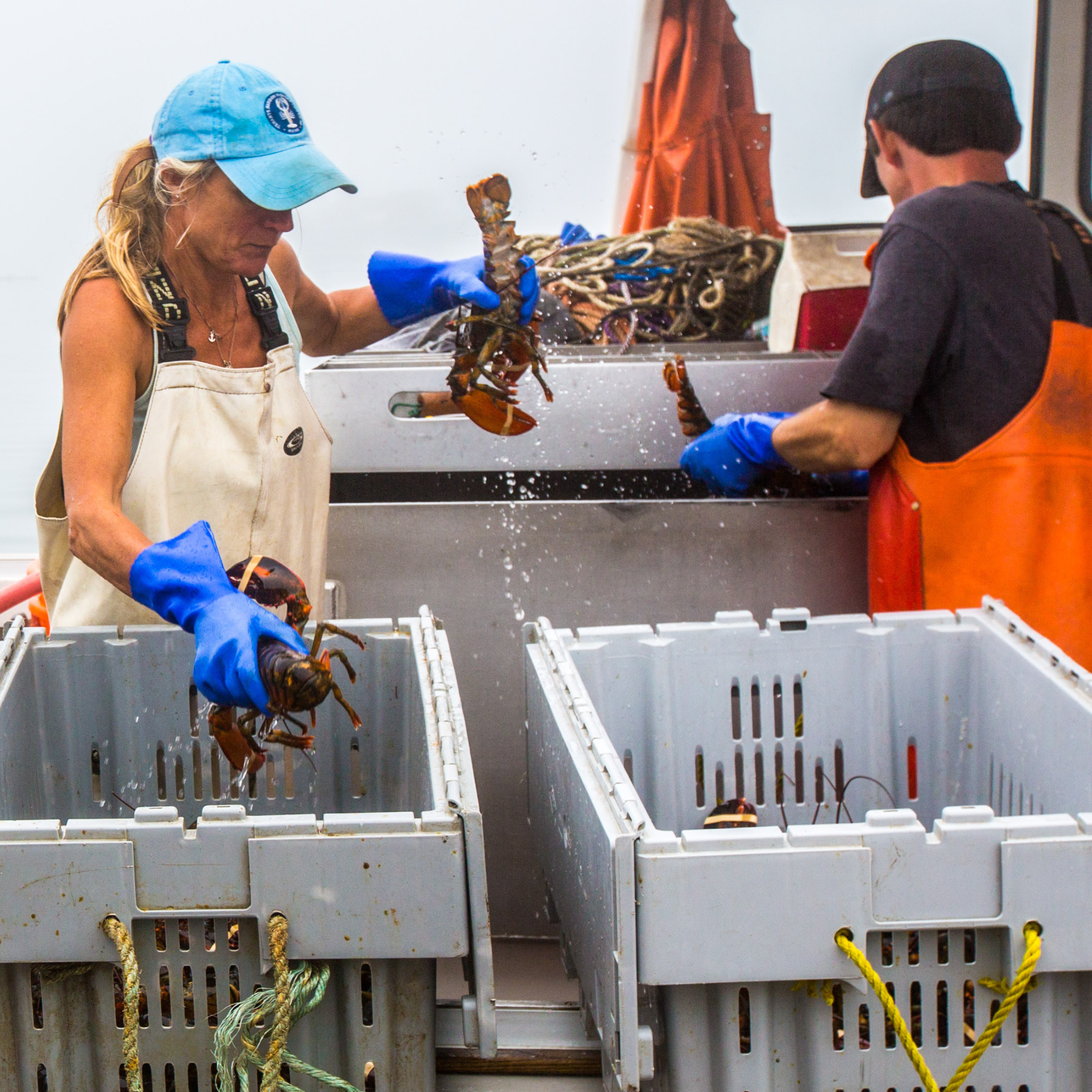 Two fishers on a boat sorting live lobsters from a metal trough into large grey plastic crates.