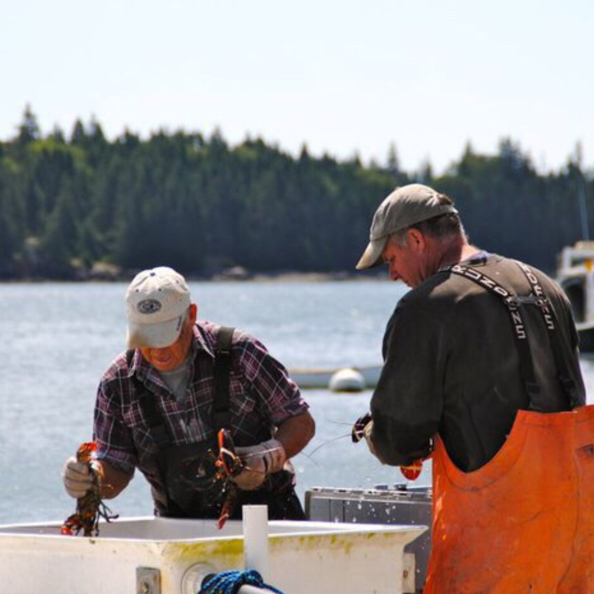Two fishermen on a boat handling their fresh catch of lobsters by the water's edge.