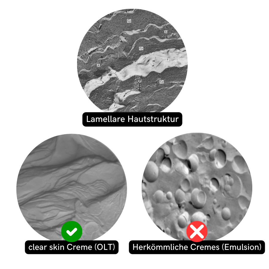 Three microscopic images showing skin structure and creams, labeled in German.