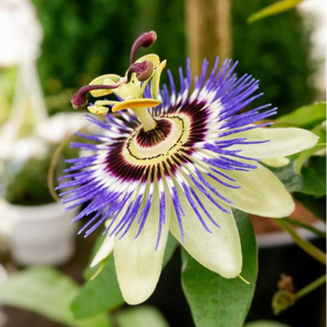 Passionflower