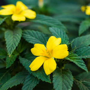 Damiana