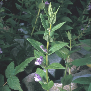Skullcap