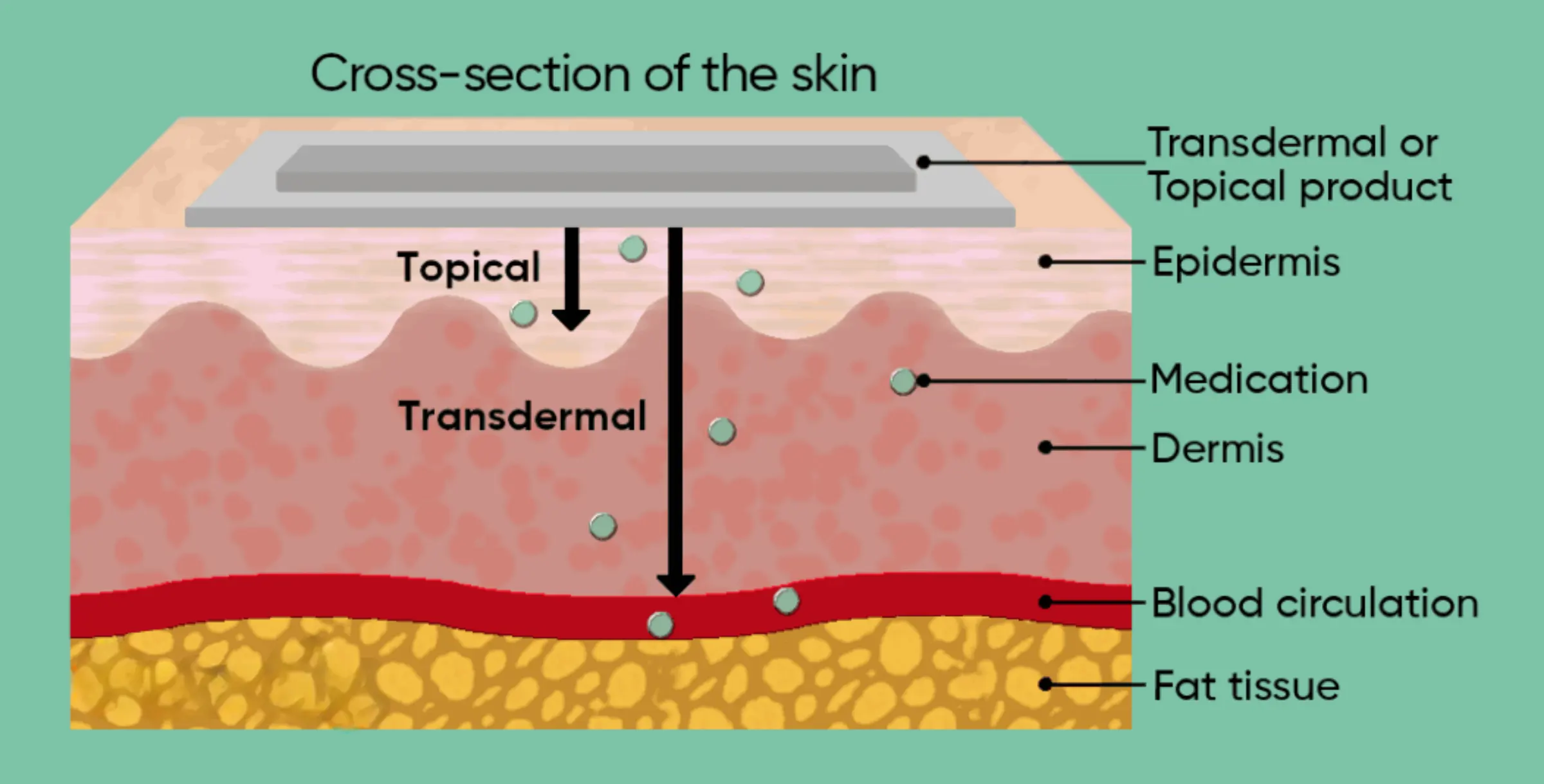 A diagram showing a cross-section of skin, illustrating topical versus transdermal medication delivery through its layers.