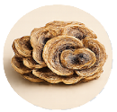 A cluster of fan-shaped turkey tail mushrooms on a light circular background.