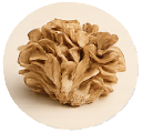 A cluster of light brown maitake mushrooms inside a circular frame on a light background.