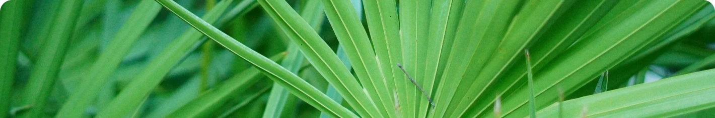Close-up of overlapping green plant leaves.