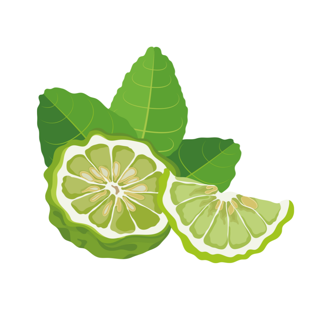 Illustration of sliced green citrus fruit with leaves on a white background.
